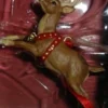 2001 Night Before Christmas - Tiny Reindeer